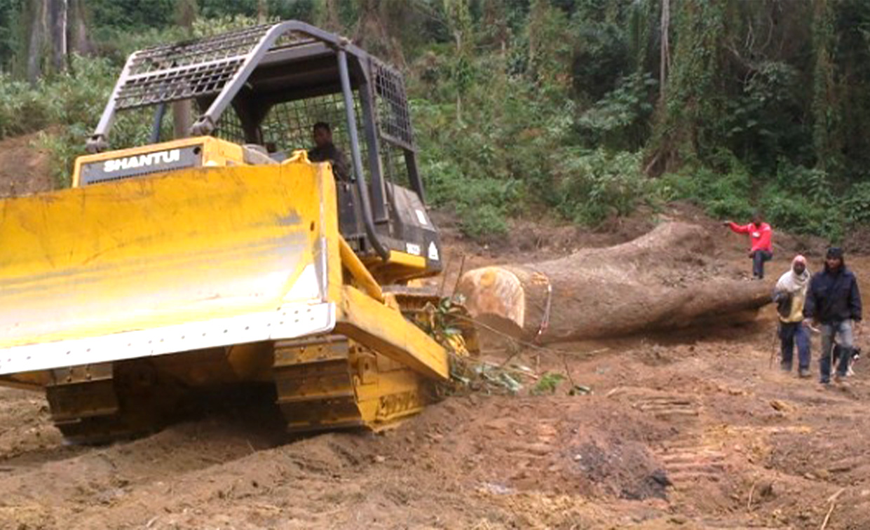 Shantui SD22F  bulldozer works in forest for wood dozing and logging in Argentina. Shantui SD22F is a kind of machine that super adaptable to forest work condition. It has ROPS and FOPS function to protect operator and can be equipped with winch for logging. The powerful engine makes it able to deal with heavy duty work in the forest.